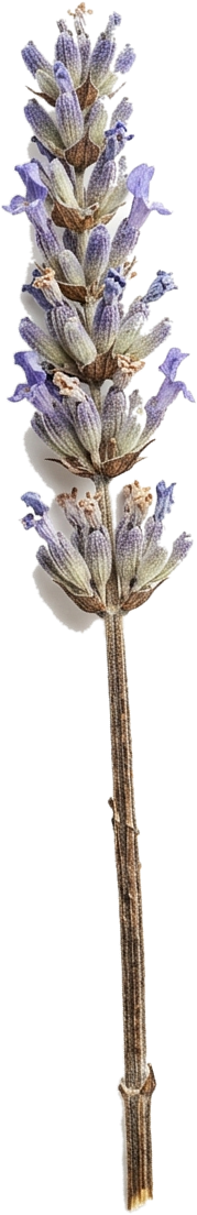 真實乾燥花標本